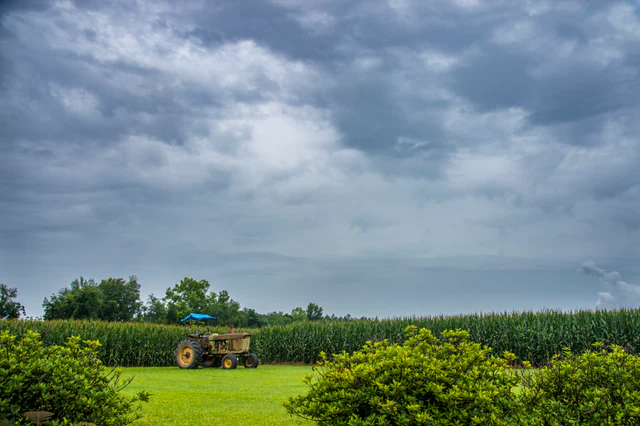 An old tractor beside rows of corn under a blue sky near Lyons, Georgia.