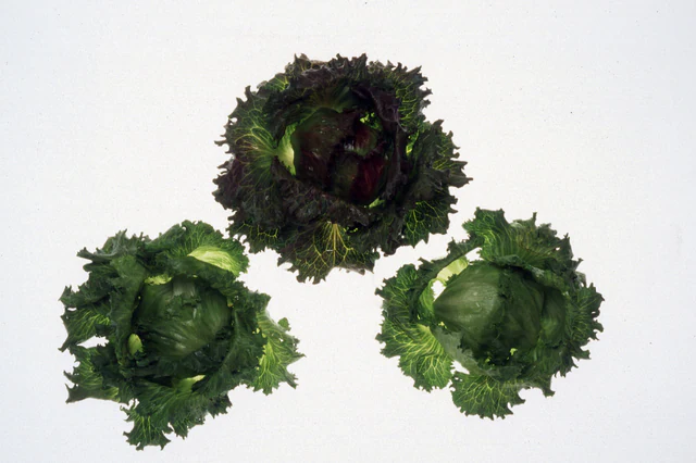 Close-up photograph of a head of iceberg lettuce