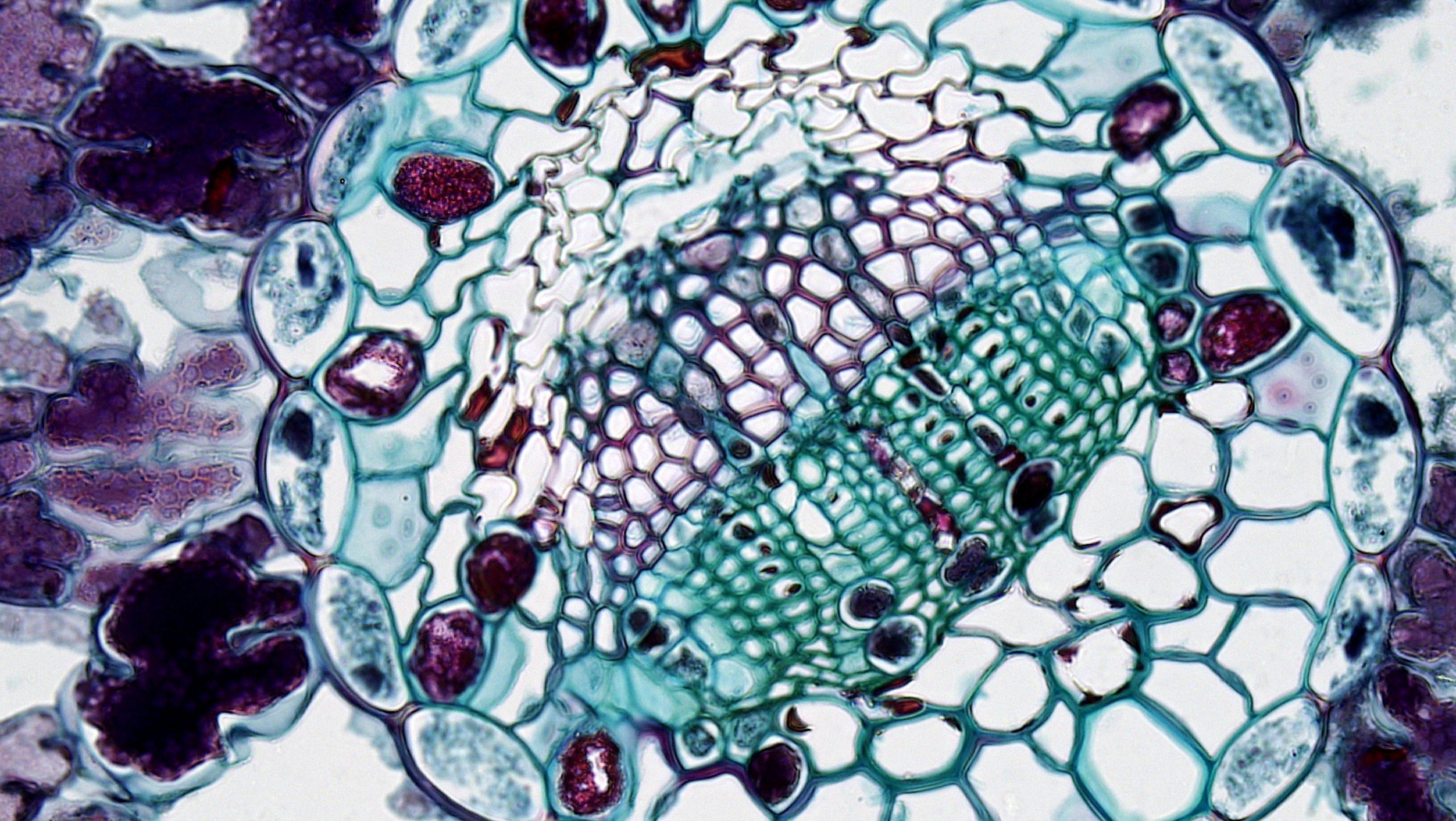Tissue cross-section · microscopy